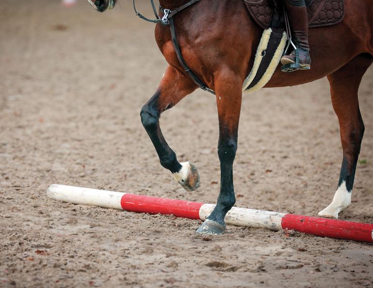 exercises for horses, jec ballou riding exercises, training horses with poles, pole exrcises horses