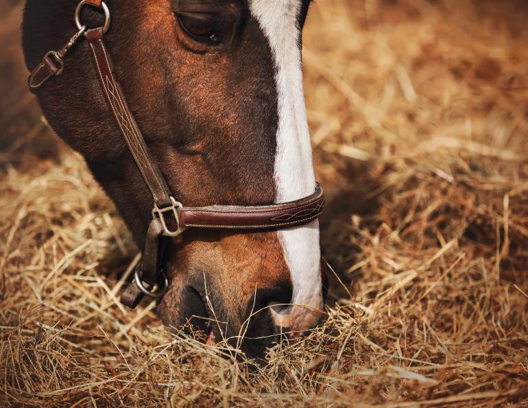 horse nutrition, prevention colic horses, feeding horses hindgut, electrolytes horses, supplements for horses, equine digestive system