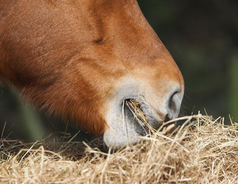 nutrition in timothy hay, nutrition in alfalfa horses, feeding horses without hay, nutrition for horses, feeding horses on a budget, equine nutrition