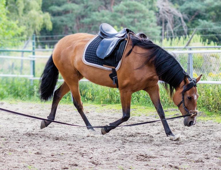 how to lunge a horse, lindsay grice horse trainer, should i lunge horse, warming up horse