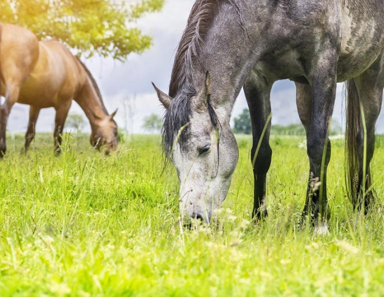 equine organic, natural equine, horse organic feed, should i feed my horse natural foods, shelagh niblock, horse evolution