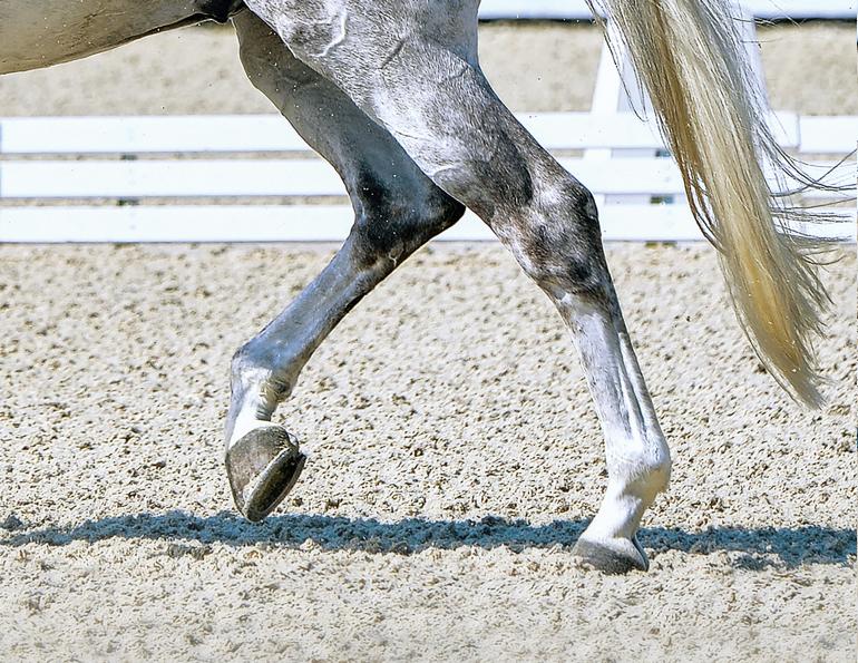 joint health horses, types of equine joints, types of joints in horses, uc davis center for equine health, equine athletic performance