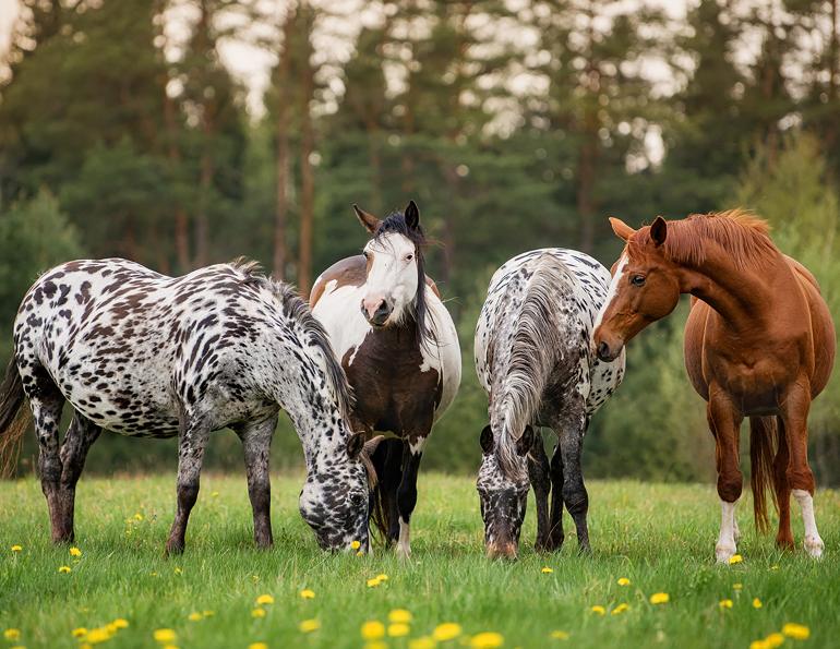 Complex Rules Protect Canada's Horses | Horse Journals
