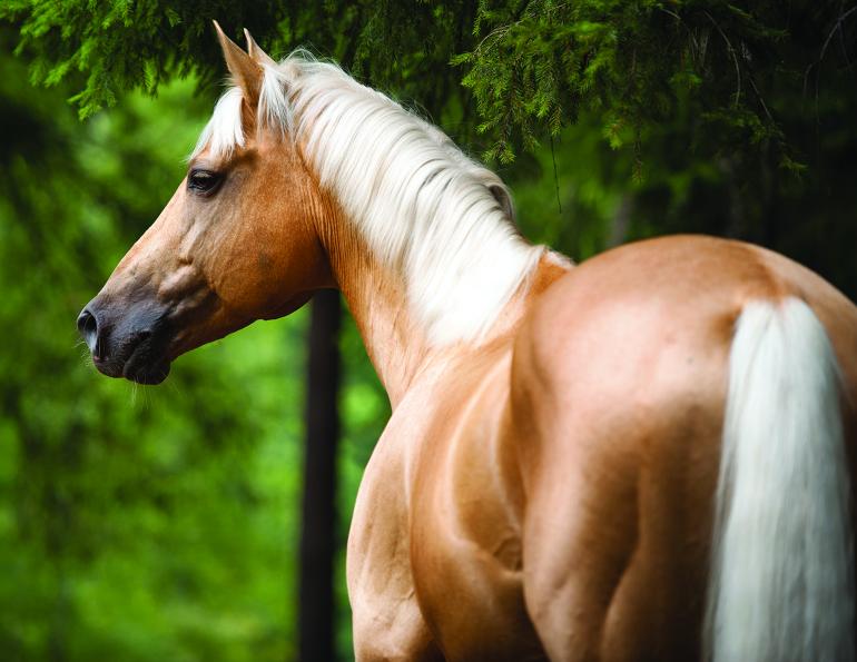 equine genetics, genetic testing horses, equine dna testing, hair horse dna
