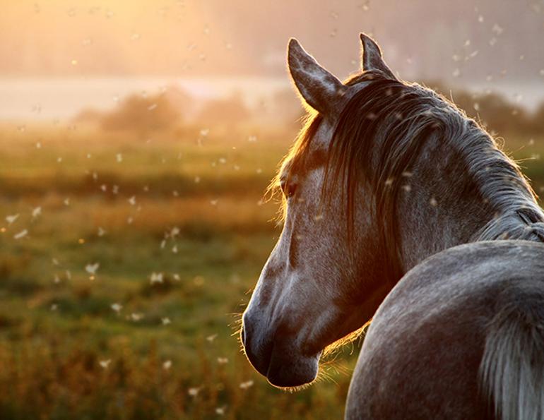 what is eastern western equine encephalitis, eee diseases, horse diseases viral, testing for diseases horses, vaccine horses, culex tarsalis horses