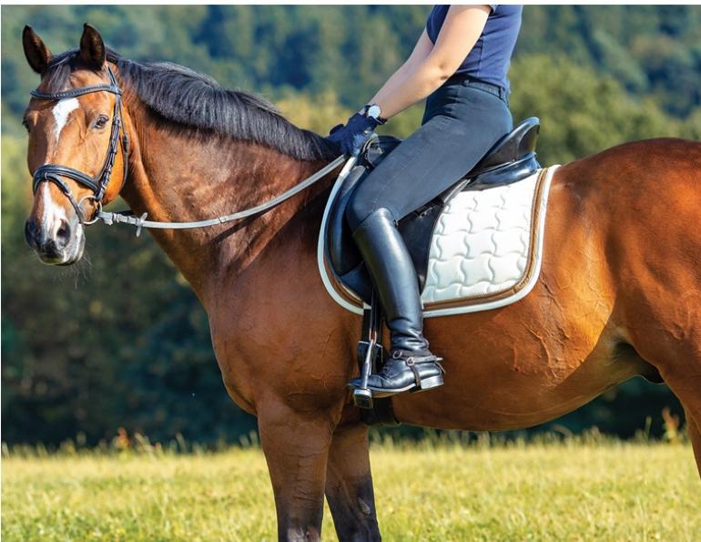 walking workouts horse, jec ballou horse fitness, keeping horse fit, groundwork horse, conditioning exercises horse, equine therapeutic exercises horse