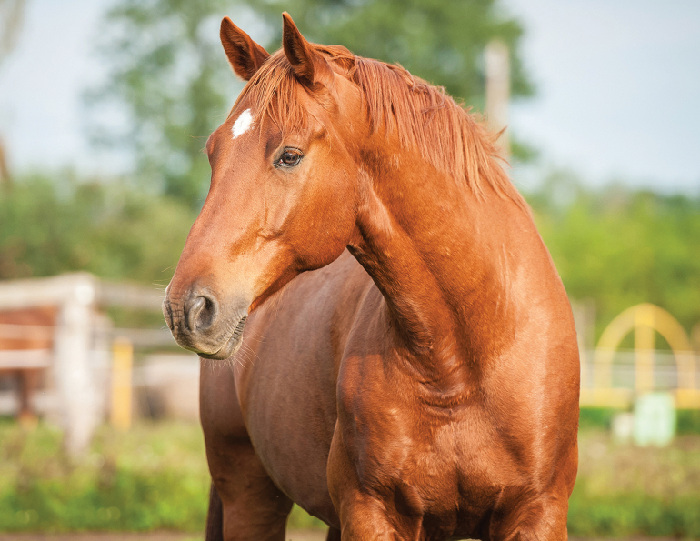 Acera Insurance, how to claim equine insurance, how do I use horse insurance, getting horse insurance, how to buy horse insurance, capricmw, equicare, equine insurance