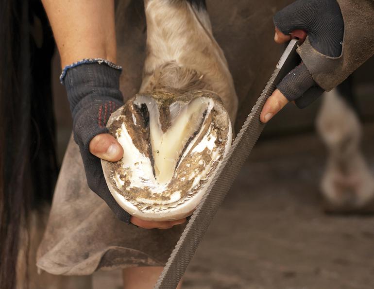  how to prevent Laminitis, what is task-focussed Farrier Care? what is holistic care-focussed Farrier Care? 