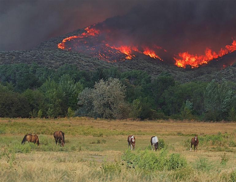 wildfires horses, evacuating horses wildfires, horses injured fires