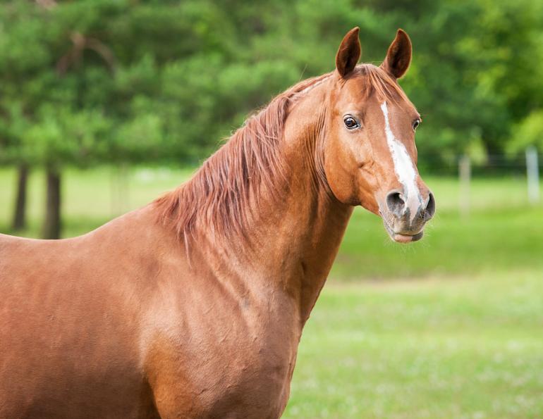 Keyhole Vasectomy for Standing Horses, breeding stallions, laparoscopic technique standing horse, equine science update