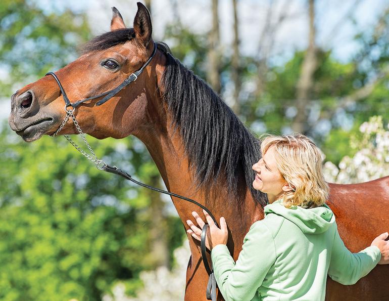equine behaviour, e-barq, horse care psychology test, equine science update