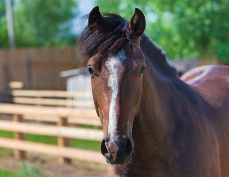 Liability Horse accidents, Karen L. Weslowski, equine litigation, horse owner liability, BC Livestock Act, British Columbia equine litigation, personal liability insurance coverage horse owner
