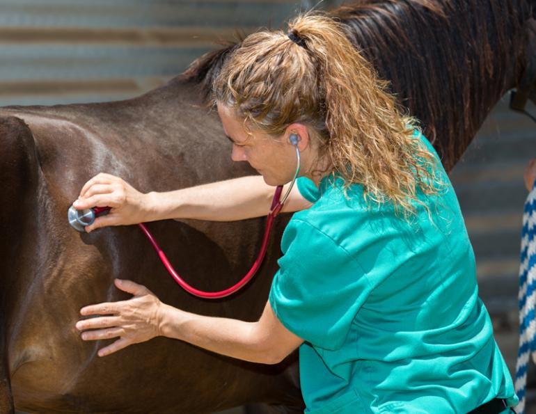  Colic Surgery horses, equine colic surgery, horse care, margaret evans, Dr. Isa Immonen 