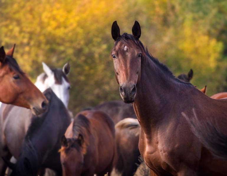 Equestrian Canada Board of Directors emergency meeting equestrian canada problems equine canada al patterson resignation ross millar