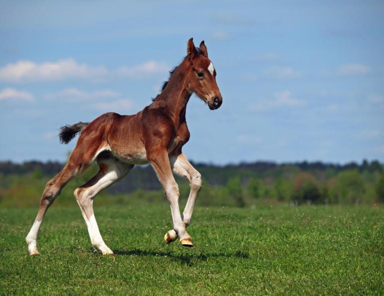 Vaccine Against Foal Pneumonia Morris Animal Foundation’s Patsy Link Chair in Equine Research at Texas A&M University foal pneumonia r. equi, vaccines for pregnant mares, Harvard Medical School, rhodococcus equi