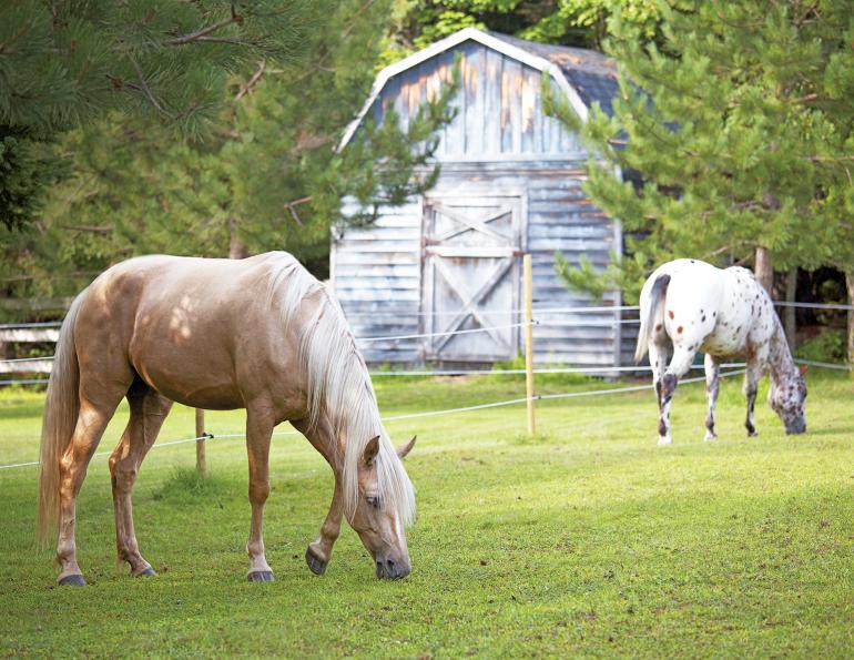 track systems for horses, alexa linton, horse barn layouts, horsekeeping methods, how to organize horse paddocks, natural grazing horses