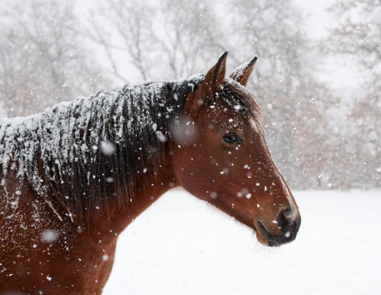 horse nutrition winter, prepare horse winter, alfalfa winter, equine calories winter, dr juliet getty equine nutrition
