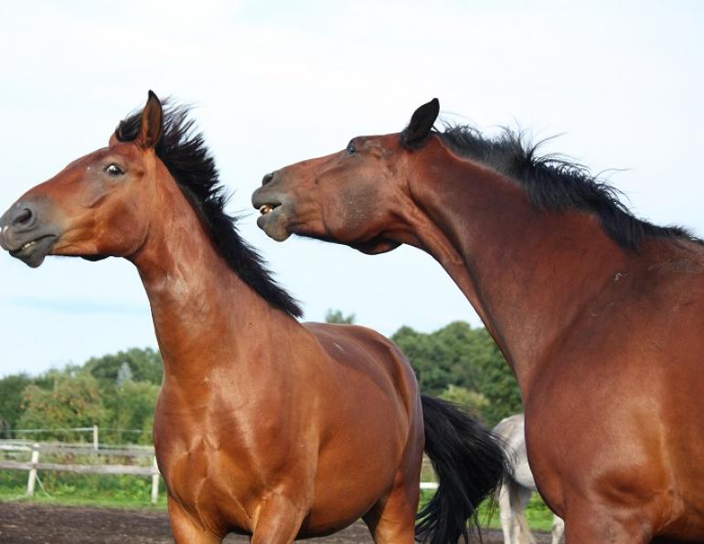 Social Stress Plays a Role in Equine Digestive Upset | Horse Journals
