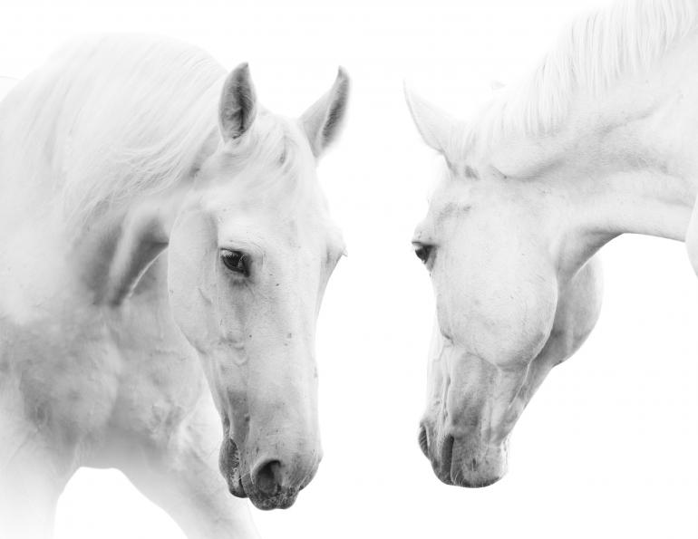 Equine Sports Therapy, Alexa Linton, equine cranial bones, equine skull