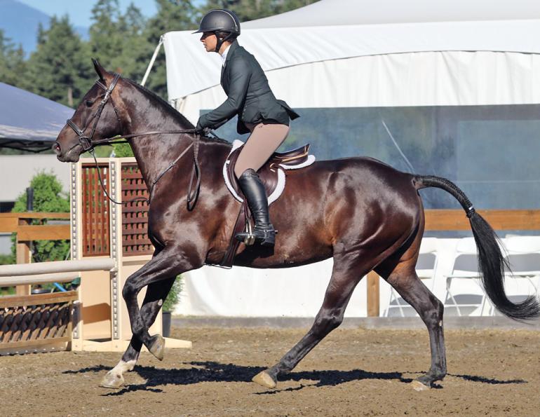 a horse rider's budget, are horses expensive? I can't afford my horse, how to pay for a horse