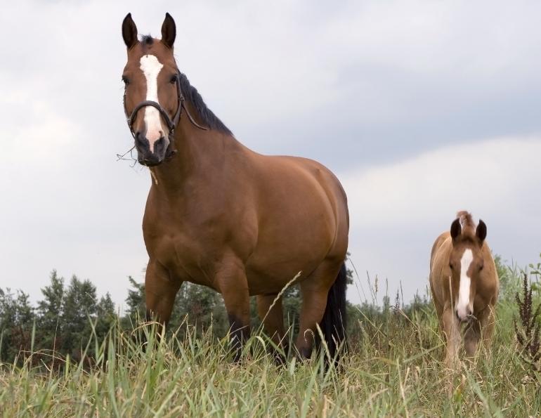 taxes horse farm, taxes horse ownership, canada taxes horse owners, taxing horse services