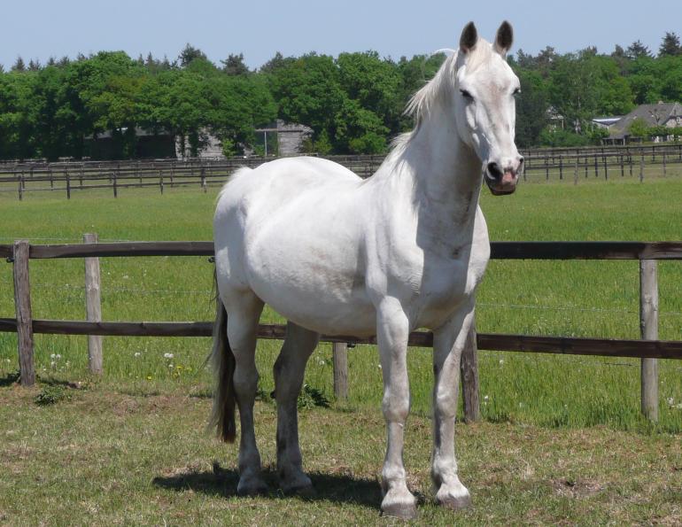 Care & Feeding of the Senior Horse, kentucky equine research, feeding old horse, health of senior horse, overweight horse
