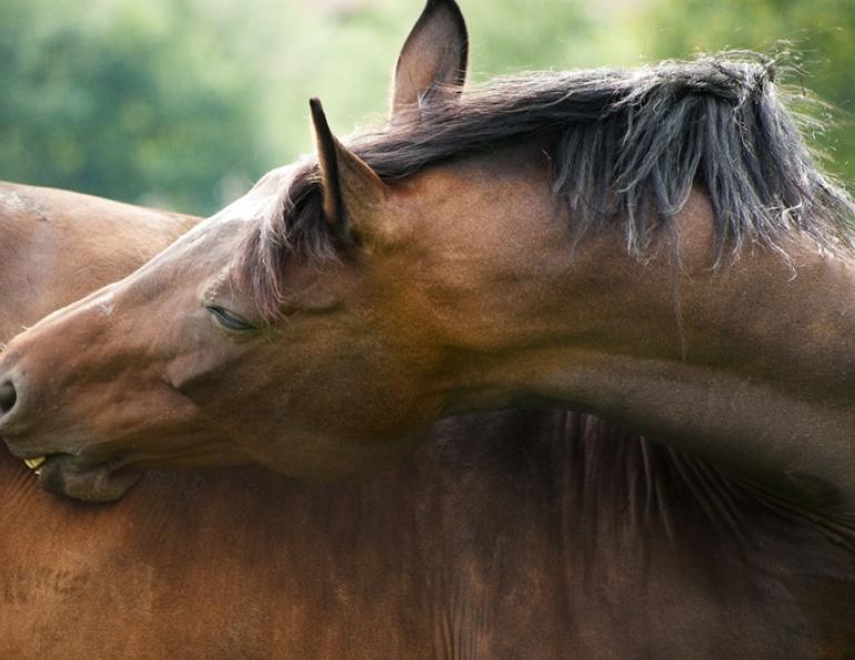 Bellyaches, Blockages, & Bloating in Horses: Colic Causes & Recovery