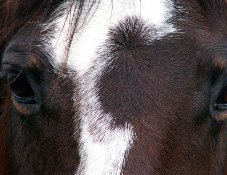 Lindsay Grice, how horses learn, horse's brain, horses social animals, horses safe herd, horse survival, equine neocortex, understanding horses, how horses perceive world, fright-flight response, horse brain