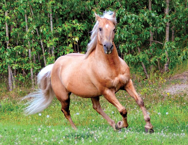 the morgan horse, buying a morgan horse, temperament morgan horse, canadian morgan horse association, should i buy a morgan horse