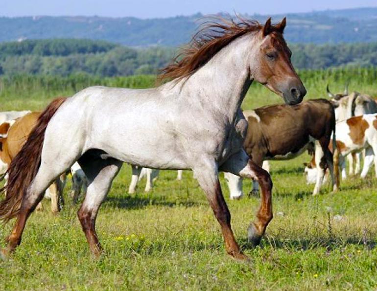 Genetics Horse Colours, healthy horse coat, grooming horse, Tania Cubitt, equine coat colour, equine supplements