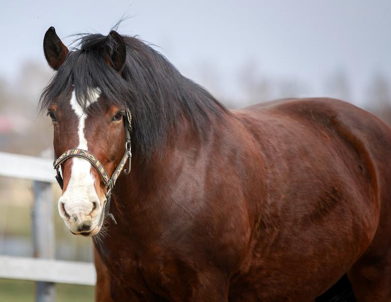 equine obesity, obesity equine fertility, laminitis equine obesity, studies equine obesity, heart problems horse, Natalia Siwinska and colleagues at the Faculty of Veterinary Medicine, Wroclaw University of Environmental and Life Sciences in Poland