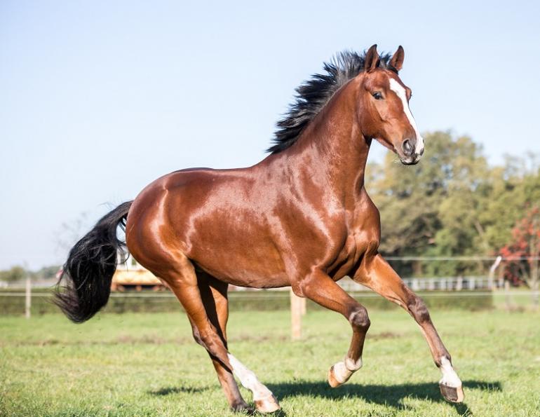 equine dermatology, how to tell if my horse has allergies, rash on horse, hives on horse, equine allergies nutrition, horse's ear plaque, genetic testing allergies horses, uc davis center for Equine Health