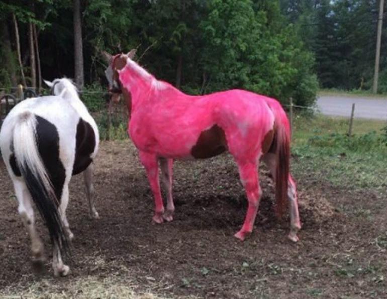 BC, Wildfires, horse riding, all about that horse, horse stories, horse news, fun horse stories, interesting horse news, trending horse industry news 