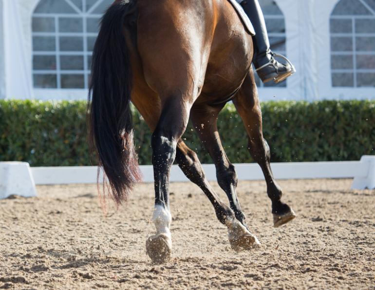 equine cross-training fitness, physical training dressage horse, Jec Ballou, horse trainer, jec aristotle ballou, western dressage, jec ballou, dressage exercises for horse and rider, jec ballou, equine fitness, beyond horse massage, Jec Ballou