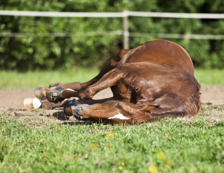 is equine colic surgery bad, benefits of equine colic surgery, all about that horse, horse stories, horse news, fun horse stories, interesting horse news, trending horse industry