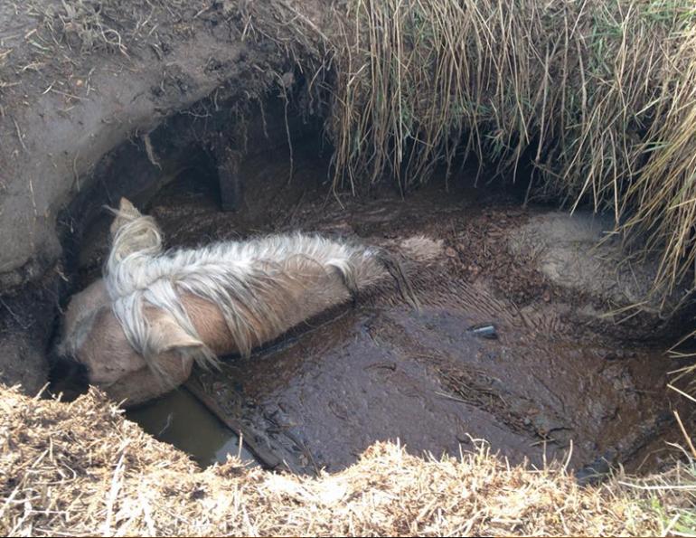 Alberta horse rescued six days sewage pit, 17-year-old Morgan stallion Digger, Lynn Danyluk, horse riding, all about that horse, horse stories, horse news, fun horse stories, interesting horse news, trending horse industry news