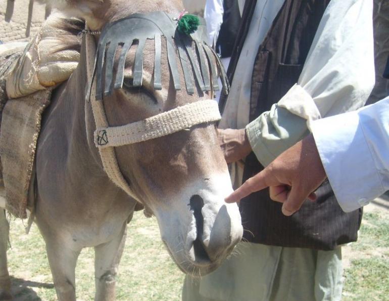 Continuous droughts in Afghanistan Brooke equine welfare charity, equines third world, mongolia nomadic horse culture, equines in mongolia, all about that horse, horse stories, horse news, fun horse stories, interesting horse news, trending horse industry