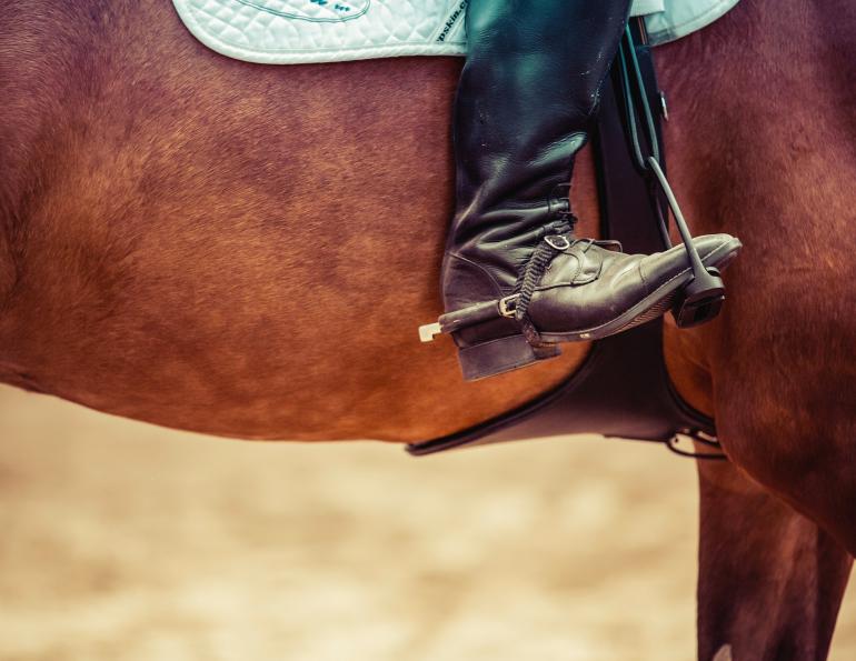Girth, horse training, horse riding, all about that horse, horse stories, horse news, fun horse stories, interesting horse news, trending horse industry news 