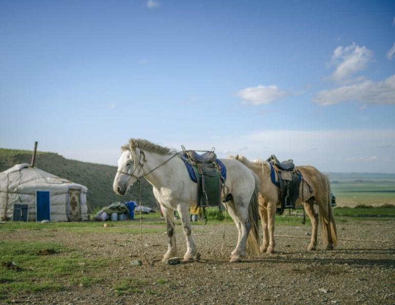 mongolia nomadic horse culture, equines in mongolia, all about that horse, horse stories, horse news, fun horse stories, interesting horse news, trending horse industry