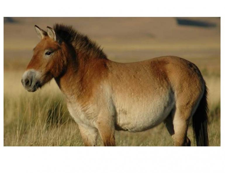 700,000-Year-Old Horse Found in Yukon, oldest known horse DNA, west-central Yukon Territory Canada, Dr. Ludovic Orlando, University of Copenhagen, genus Equus, all about that horse, horse stories, horse news, fun horse stories, interesting horse news, trending horse industry