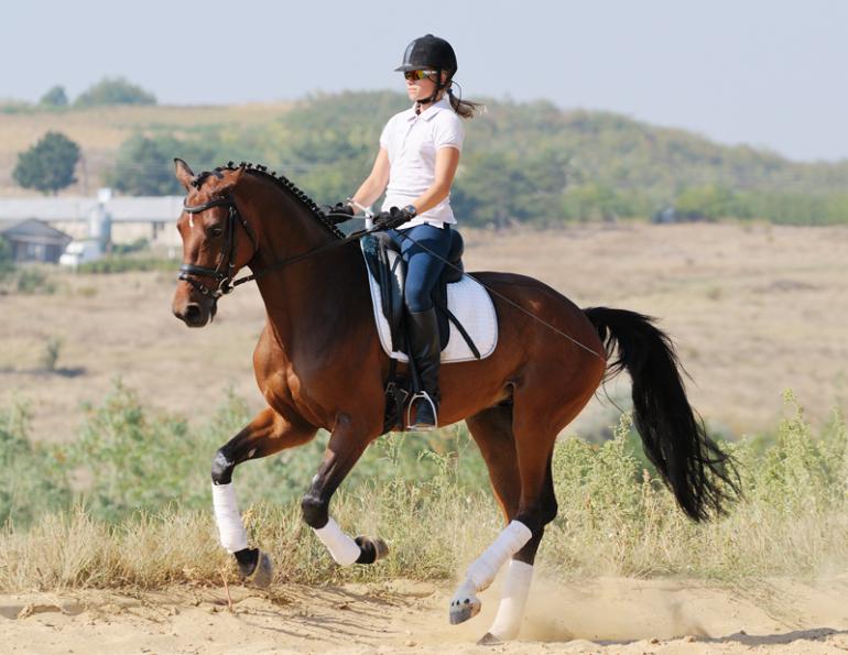 Here We Go Galloping | Horse Journals
