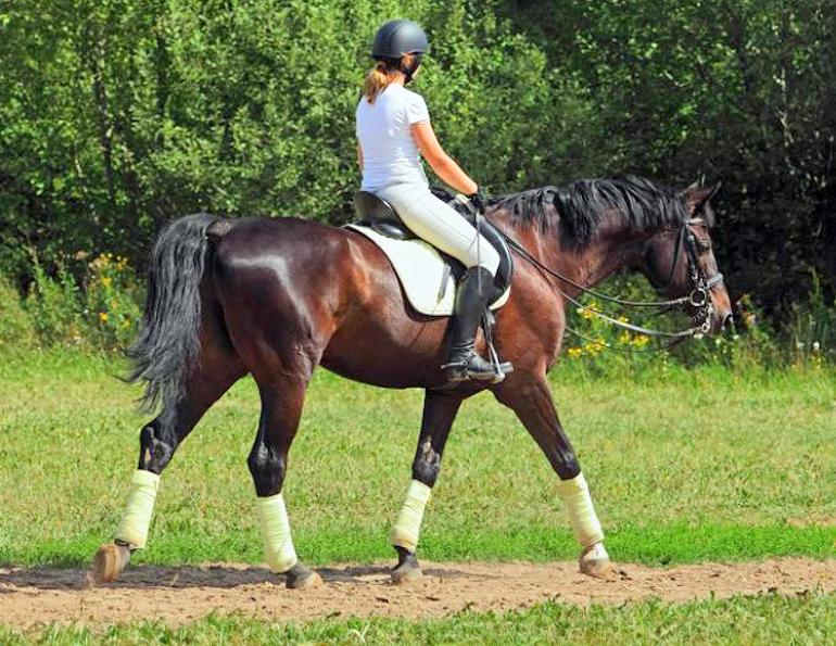 jec a. ballou warm up horse, warming horse up, loosening horse up