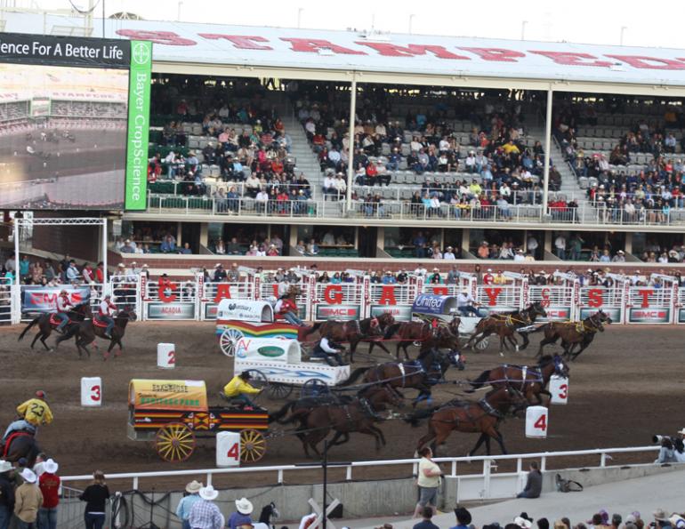 Outrider Horse Euthanized Chuckwagon Driver Injured at the