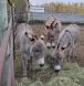 Donkeys of the ranch