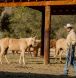Circle Z Ranch, Holidays on Horseback, Arizona Guest Ranch, Historic Cottages, Trail Riding,