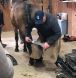 professional farrier supply, farrier supply ontario, farrier supplies canada, ontario farriers supply