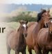 horse and livestock drinkers, non electric horse drinker, non electric horse waterer,