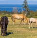 Horse property for sale, equestrian ranch for sale bc, equestrian ranch for sale qualicum beach,