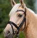 Equestrian Supplies ontario, rider and horse gear ontario, tack and gear ontario, horse and rider tack and gear,