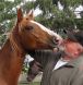 horse advocate, aid, training, helping horses, healthy horses, donations, friendly